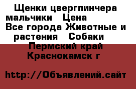 Щенки цвергпинчера мальчики › Цена ­ 25 000 - Все города Животные и растения » Собаки   . Пермский край,Краснокамск г.